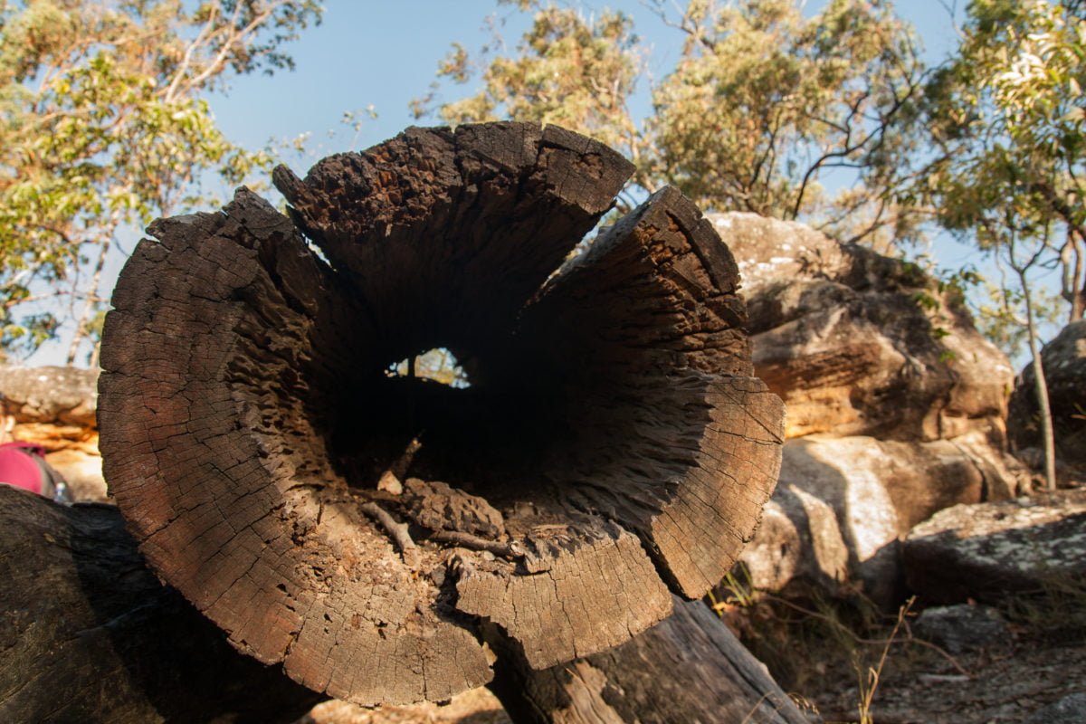 One day Au trip. Один день в Австралии: Karawatha forest – Каравата лес посреди мегаполиса